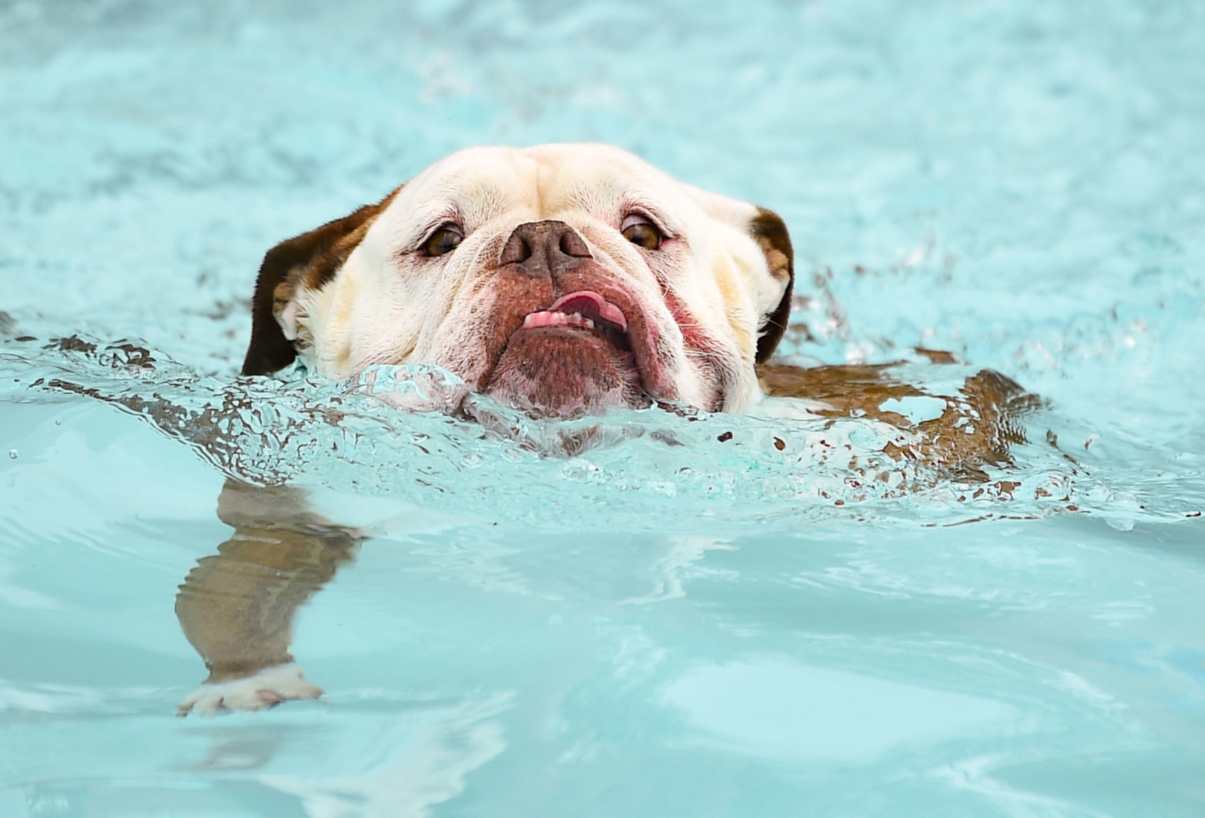 081919-mda-nws-furfriends-042a.JPG